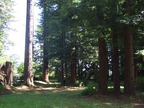 REDWOODS