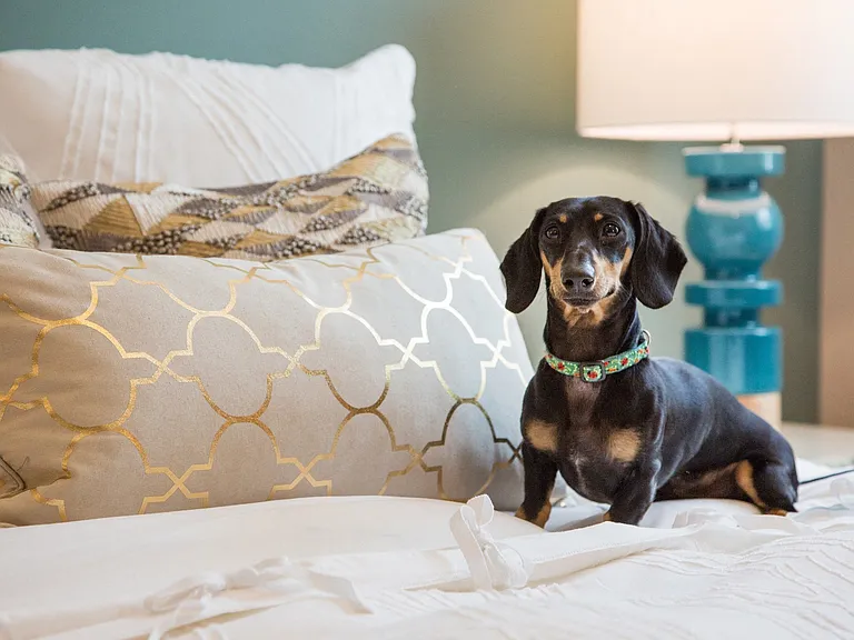 Our community is pet friendly.