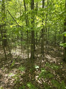 0 Butternut Ln, Jay, NY, 12941
