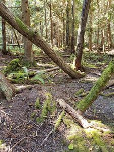 0 Alwood Street, Pt Townsend, WA, 98368