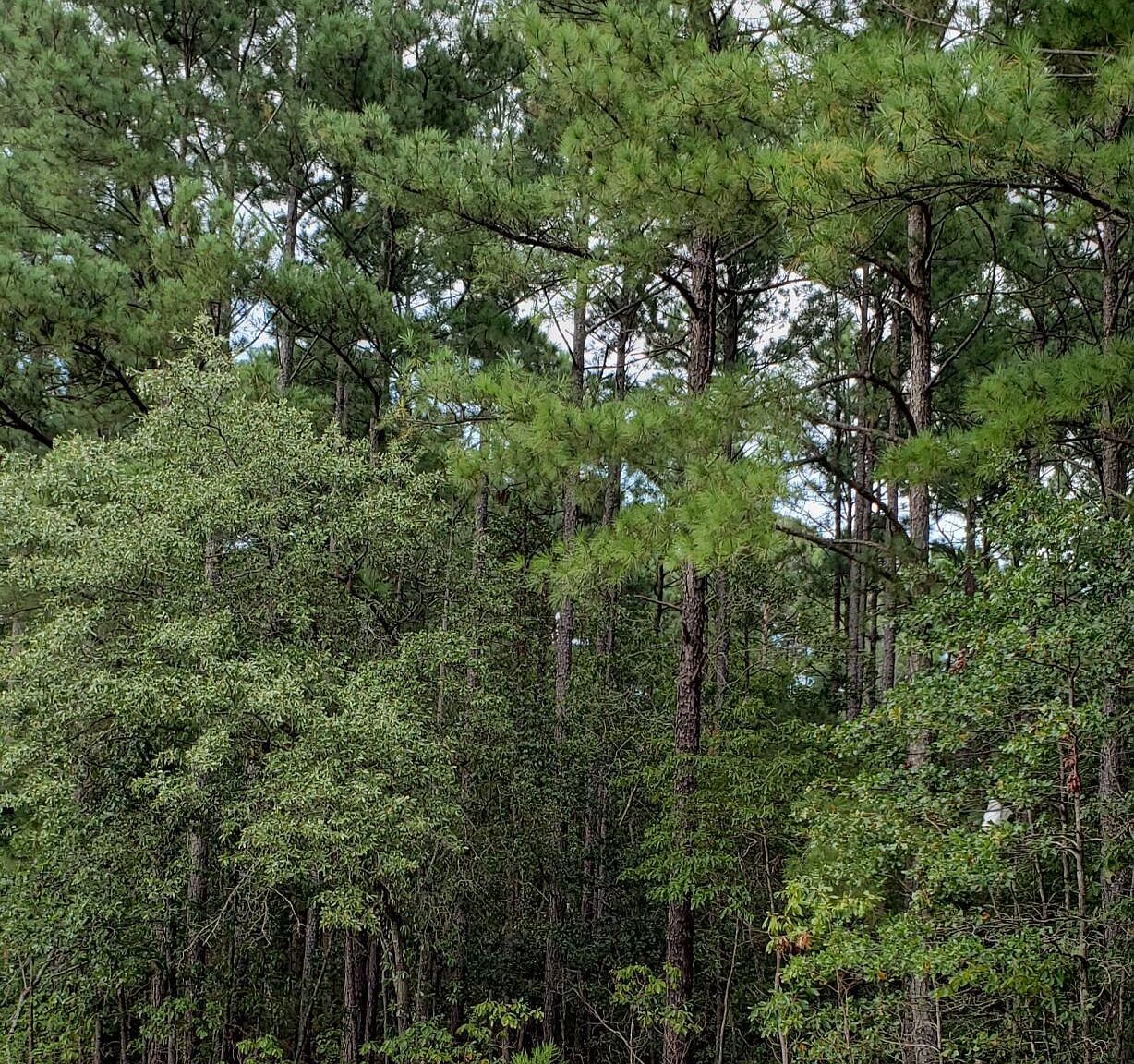 3 Deercroft Drive, Wagram, NC 28396 Zillow