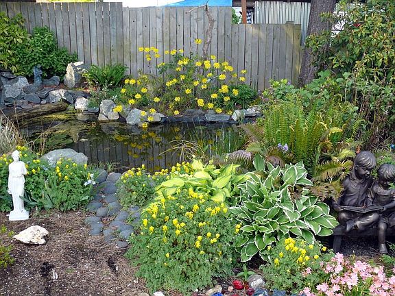 Backyard Koi Pond