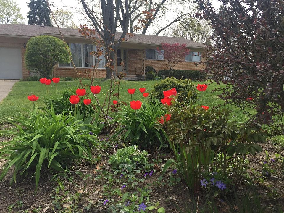 Tulips bloom every year