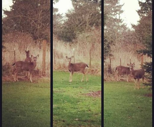Frequent visitors