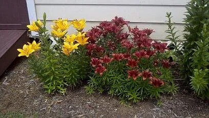 African daylilys border the front of the storage bldg