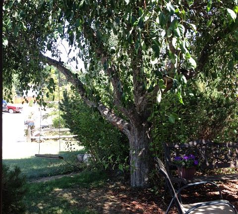 Pretty front garden area with mature trees that offer shade and privacy much of the year.