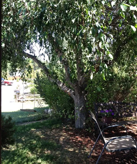 Pretty front garden area with mature trees that offer shade and privacy much of the year.