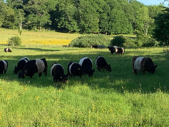 Located adjacent to Aldermere Farm back entrance, private! Natural PRESERVE. No buildings, no people, no cars, just Oreo Cookie Cows.