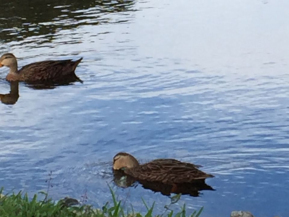 Lake