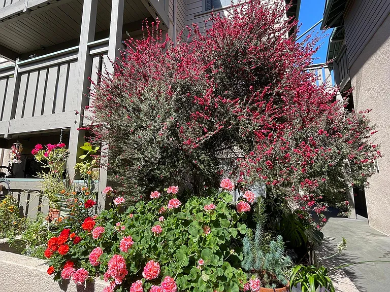 Windrose Place Pasadena — Photo 7