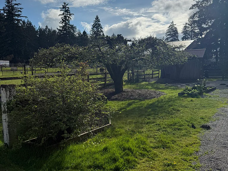 Fruit trees, grape arbor, and planting beds