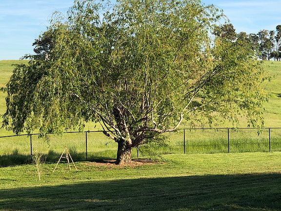 One of many Willows