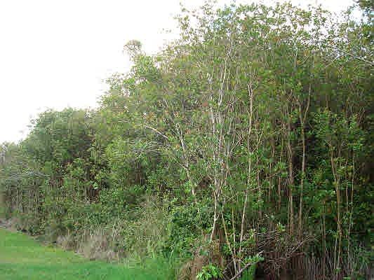 2nd image of Fern Ct #0