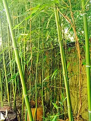 Rented by Sotheby's International Realty