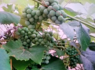 9977 Westminster Way, Elk Grove, CA 95757