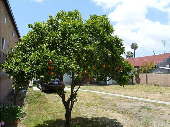 Tangerines are excellent.