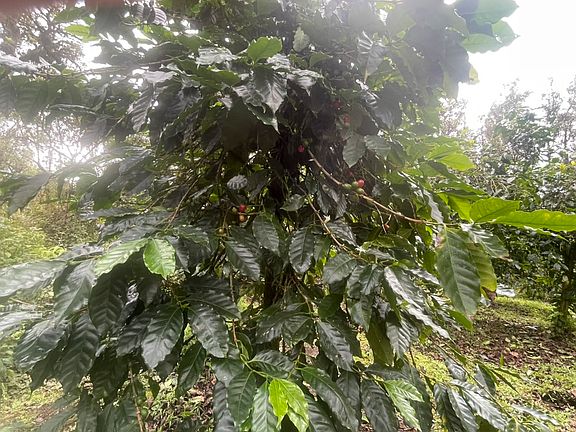 5th image of Kokokahi Rd