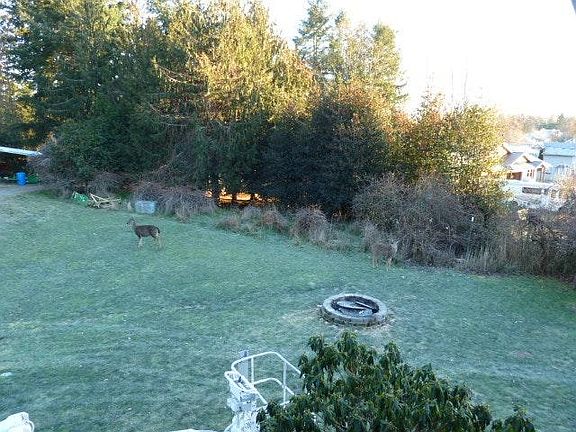 pet deer