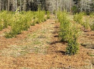 675 Long Branch Rd, Greeleyville, SC 29056