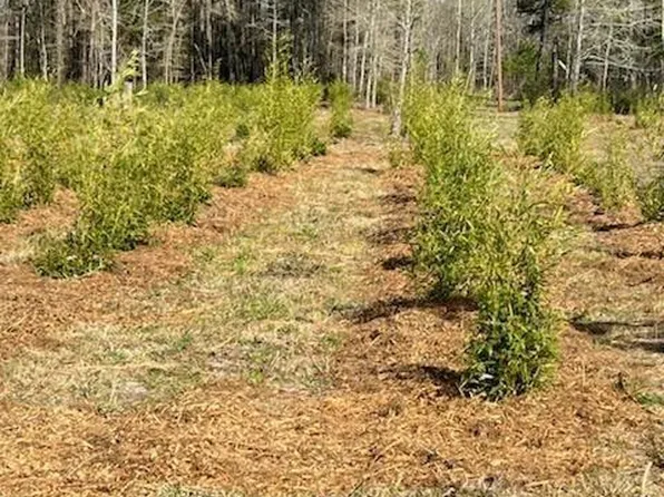 675 Long Branch Rd, Greeleyville, SC 29056