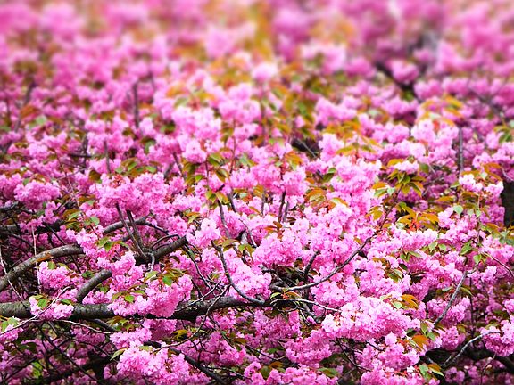 Prospect park across the way