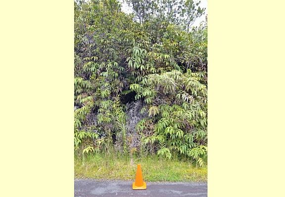 5th image of Uluhemalu & Ohialani Lot 64