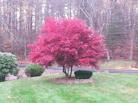 Front yard