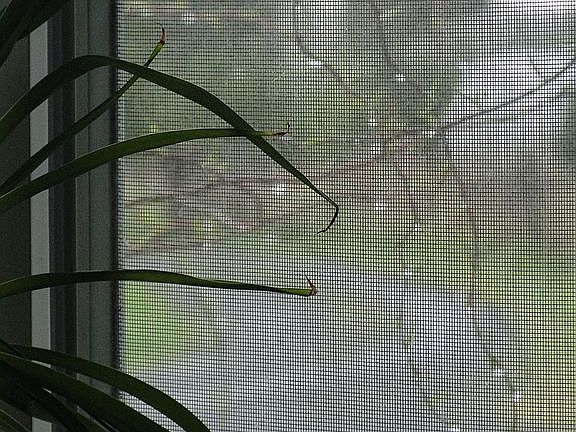 Rainy day