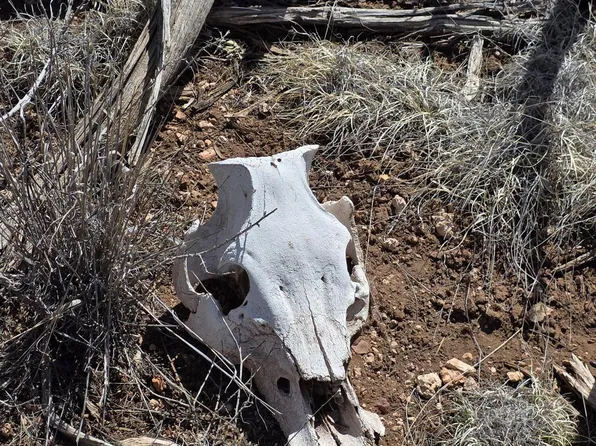 564 N Wyandotte Rd, Williams, AZ 86046