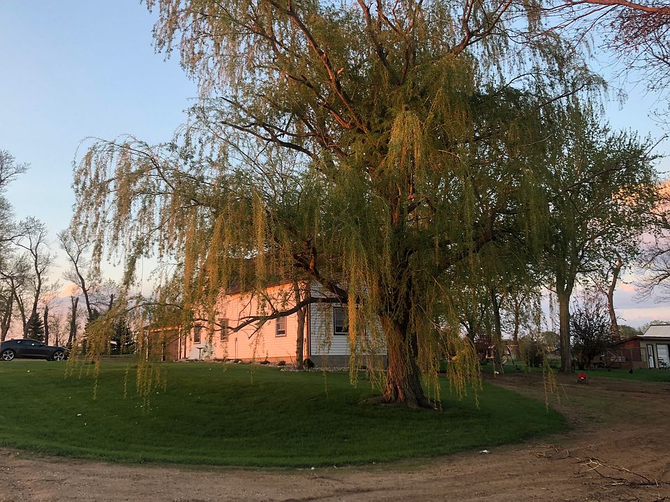 Awesome willow tree 