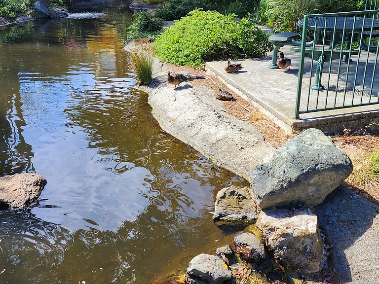 Mandarin Dr — Photo 18