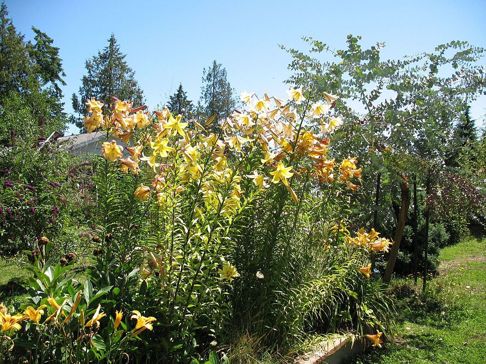 lilllys and more