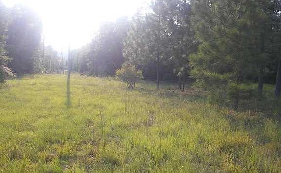 2nd image of 4541 Tall Pines Dr