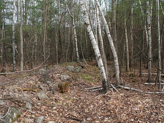 Stone walls meander all through this parcel. Mixed hardwood and pine.