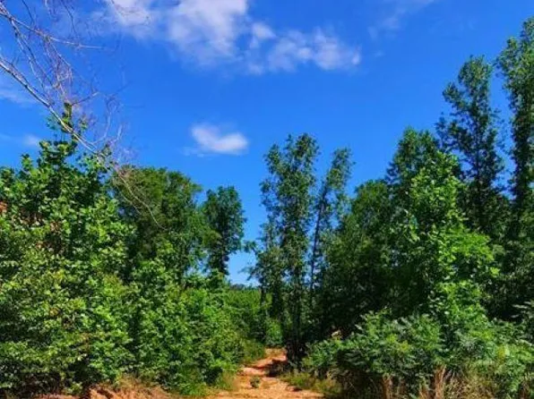 County Road 123 #0, Wedowee, AL 36278