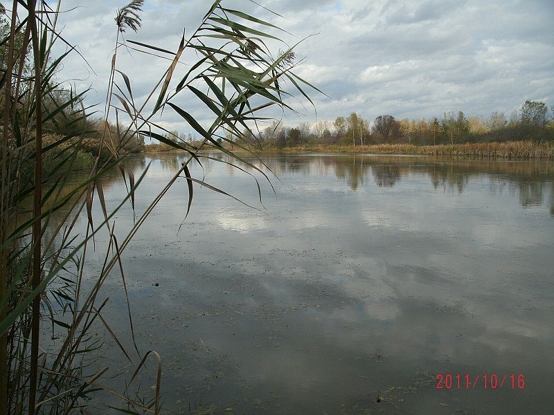2nd image of Corneil