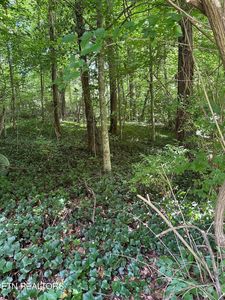 2506 Shaler Ln, Knoxville, TN, 37920