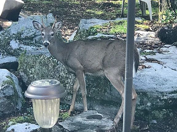 5th image of 732 W Big Piney Dr