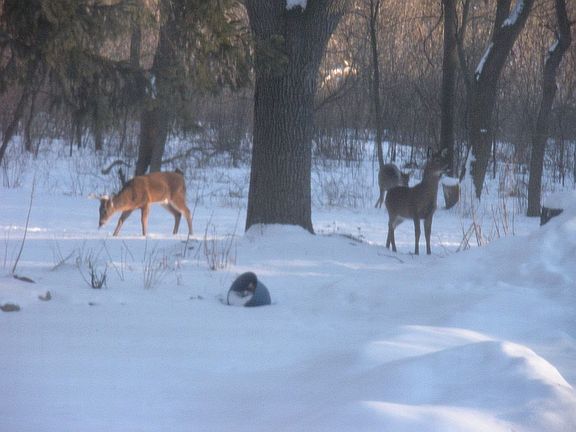 Deer in backyard in Winter