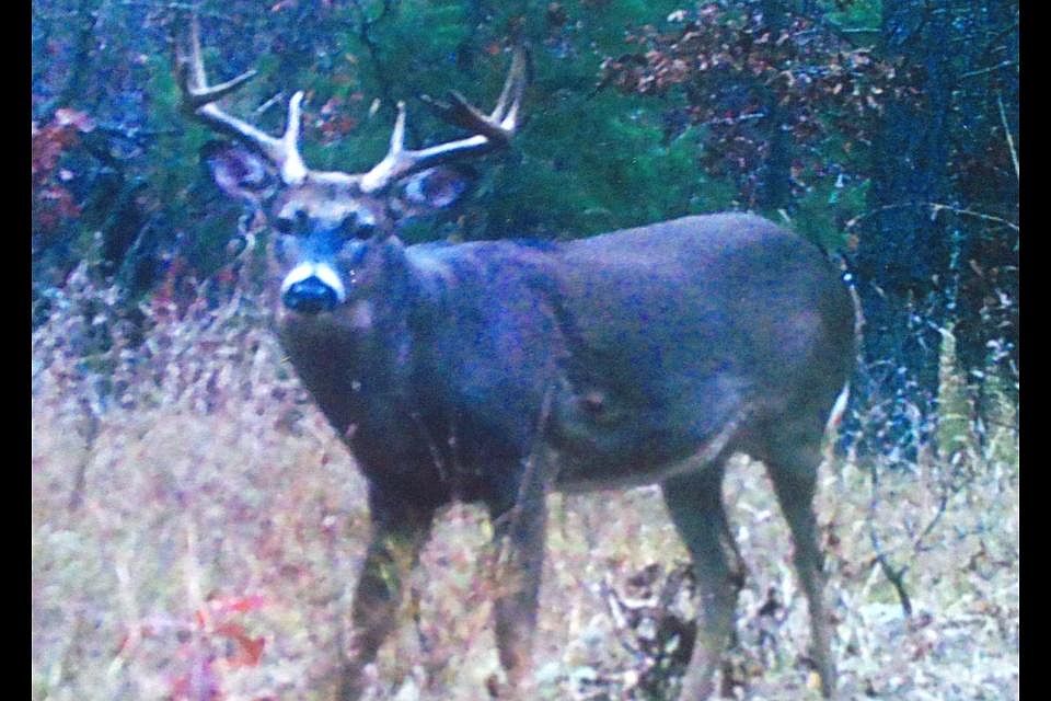 2nd image of 00 Bamfield 40 Acres