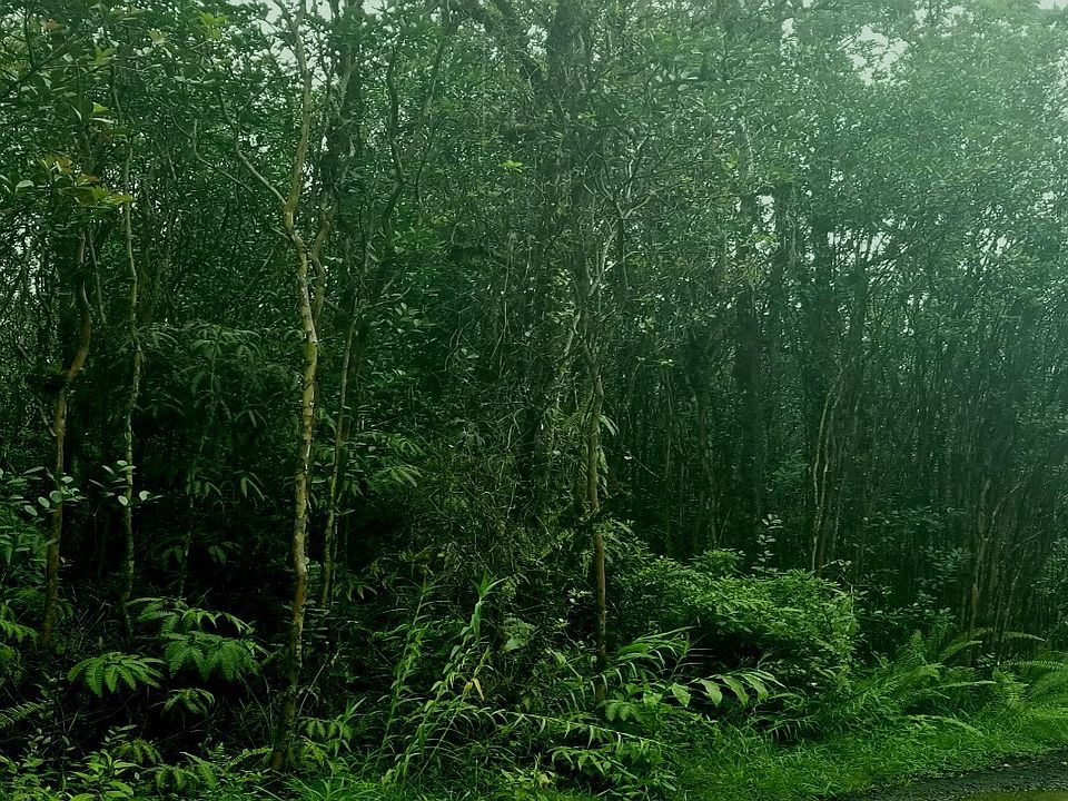 2nd image of Road 4 Kea #Io