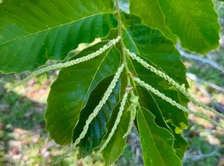 County Road 132, Live Oak, FL 32060