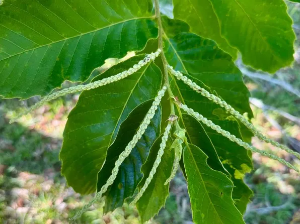 County Road 132, Live Oak, FL 32060