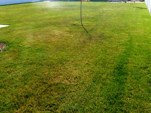 4 Trees planted in the back