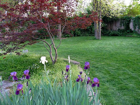 back yard - iris garden