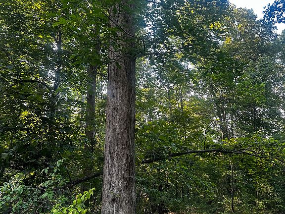 2nd image of 0 Gum Stump Rd W #1