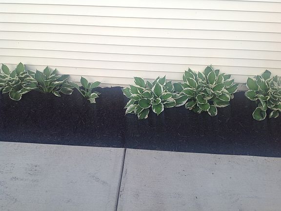 Landscaping behind house
