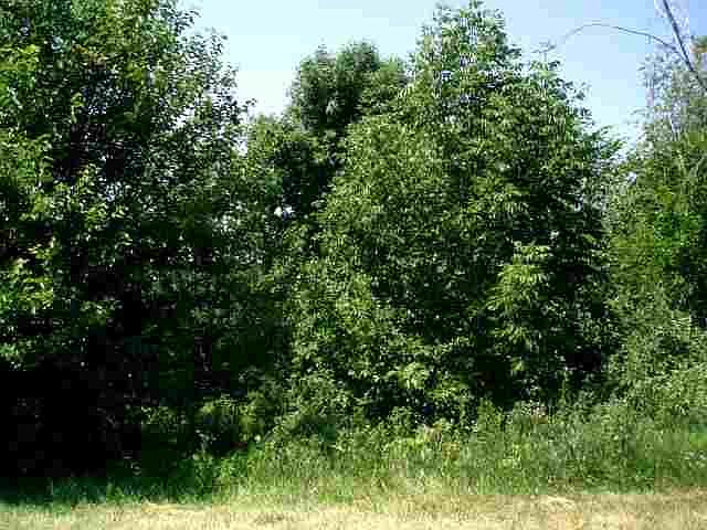 1st image of 16 Bluffwood Trl
