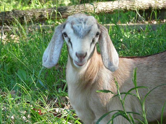 Lilly, born on Easter, 2012