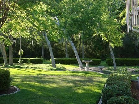 Wooded Back Yard